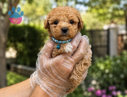 Teacup maltipoo bebekler - 5057