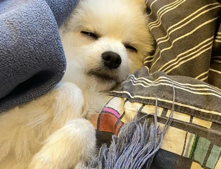 Pomeranian cinsi köpeğim için geçici yuva arıyorum - 5058