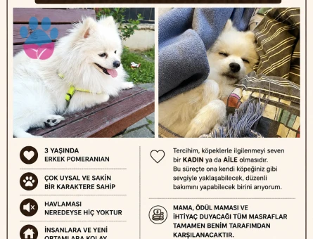 Pomeranian cinsi köpeğim için geçici yuva arıyorum