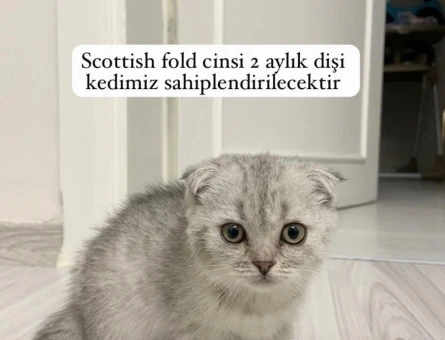 1 yaşında Scottish Fold Yuva Arıyor - 5060