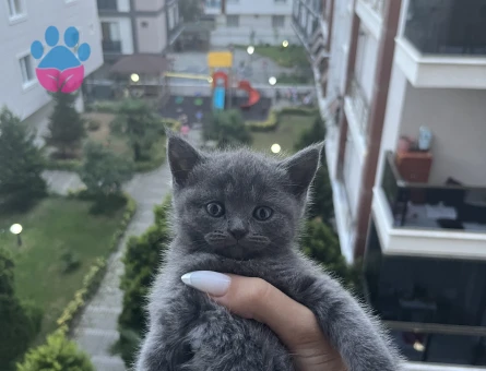 British ve Scottish yavrularımız yuva arıyor