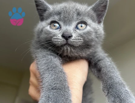 British Shorthair yavru