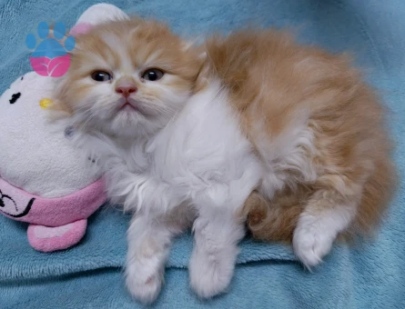 İki Aylık chincilla yavrularımız