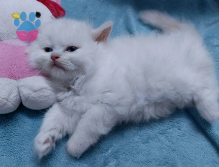 İki Aylık chincilla yavrularımız