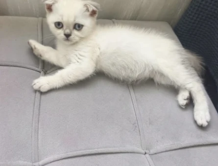 Scottish Fold 2,5 Aylık Erkek - 6490