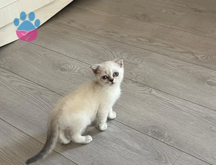 Scottish Fold 2,5 Aylık Erkek
