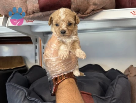 TEACUP MALTİPOO YAVRULARIMIZ