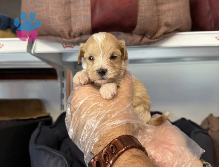 TEACUP MALTİPOO YAVRULARIMIZ - 6491