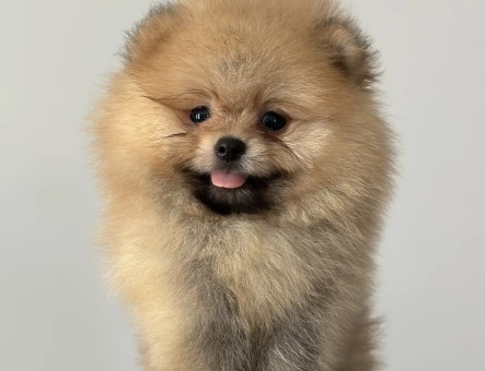 Orjinal safkan Pomeranian yavrular - 6493
