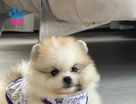 Orjinal safkan Pomeranian yavrular