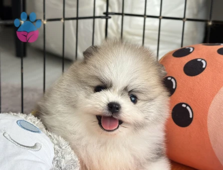 Orjinal safkan Pomeranian yavrular
