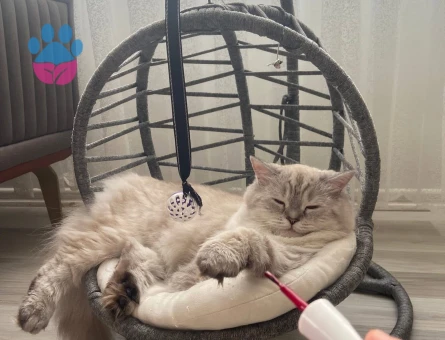 Kedimiz Lady için güzel ve sevgi dolu bir yuva arıyorum.