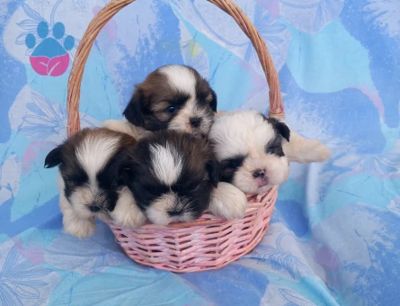 Shihtzu bebekler