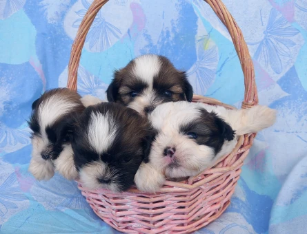 Shihtzu bebekler - 6496