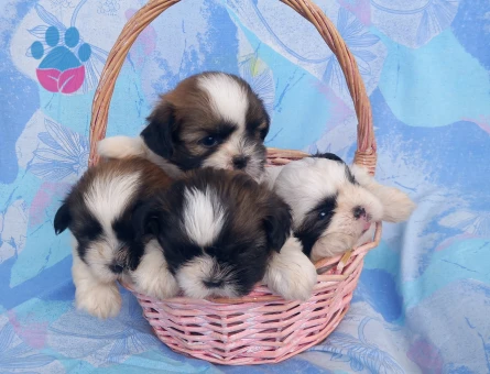Shihtzu bebekler