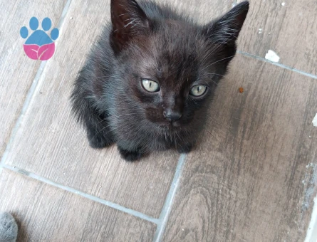 Yavru oyuncu kediler