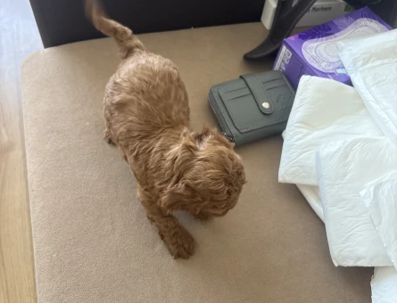 Mini boy toy poodle - 6499