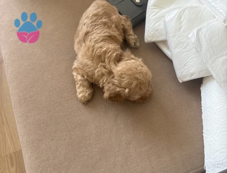 Mini boy toy poodle