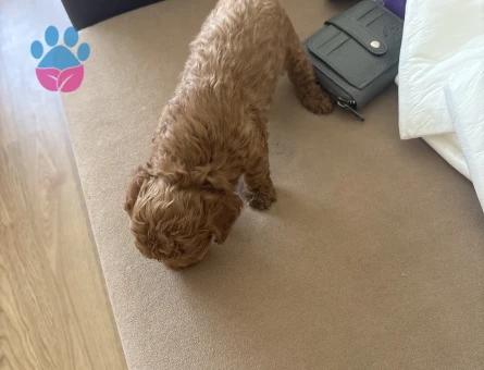 Mini boy toy poodle