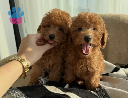 TOY POODLE KARDEŞLER - 6500