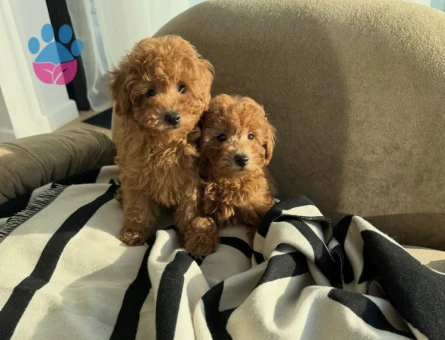 TOY POODLE KARDEŞLER