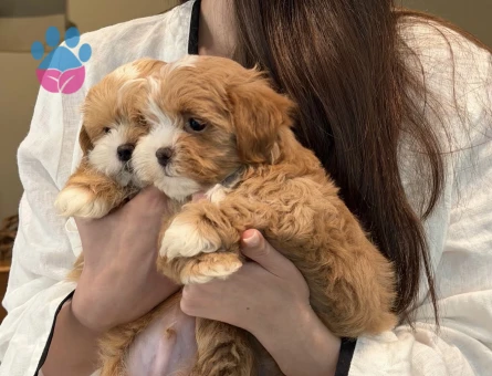 PARTİ COLOR MALTİPOO BEBEKLER