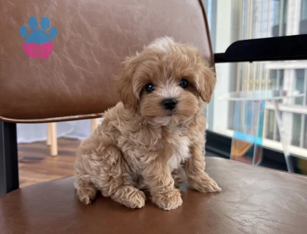 GÜLEN YÜZ MALTİPOO YAVRULAR - 6504