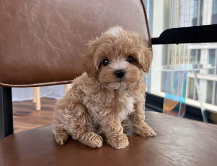 GÜLEN YÜZ MALTİPOO YAVRULAR - 6504