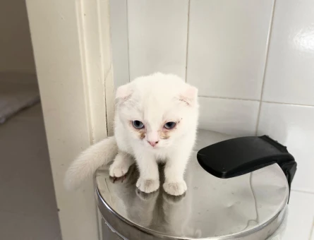 Scottish Fold 4 Aylık Yuva Arıyor - 6505