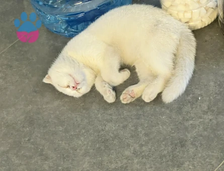 Scottish Fold 4 Aylık Yuva Arıyor