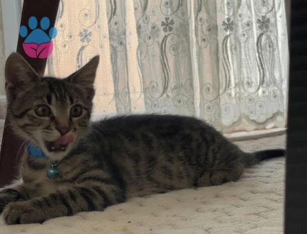 Tekir Şaşkın için yuva arıyoruz