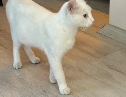 Melos ömürlük yuvasını arıyor - 6511