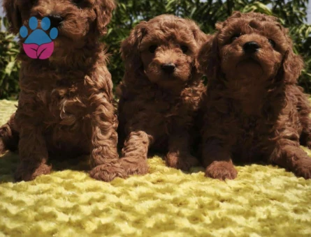 Toy poodle yavrularımız
