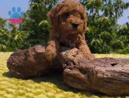 Toy poodle yavrularımız - 6513