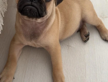 2 aylık pug - 6514