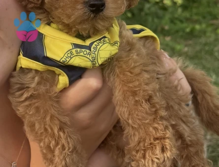 2.5 aylık Toy Poodle - 6515