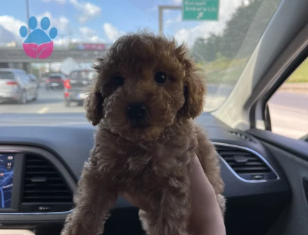 2.5 aylık Toy Poodle