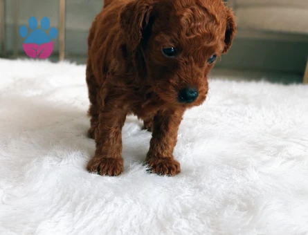 Toy Poodle Bebekler