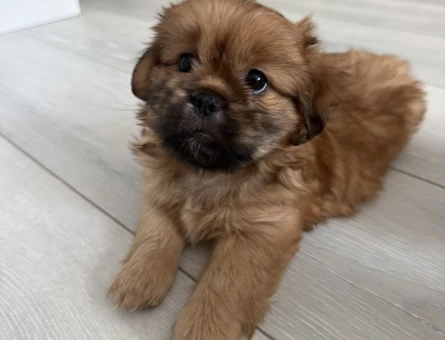 PEKİNEZ BEBEKLER 2 AYLIK DİŞİ - 6519