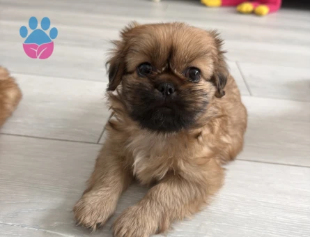 PEKİNEZ BEBEKLER 2 AYLIK DİŞİ
