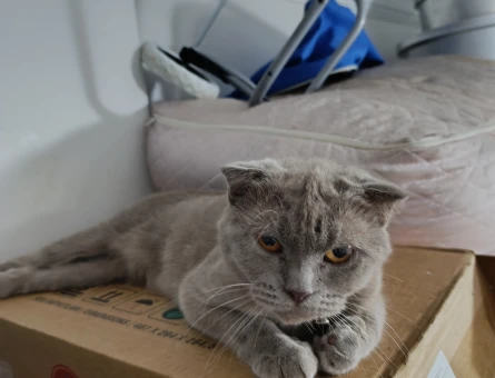 Scottish Fold 1 Yaşında Yuva Arıyor - 6520