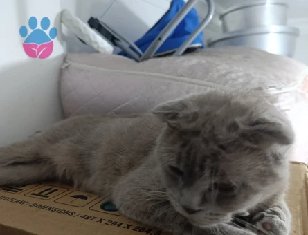Scottish Fold 1 Yaşında Yuva Arıyor