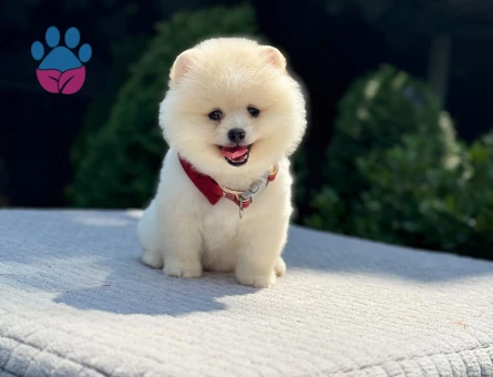 A Kalite pomeranian Boo - 6522