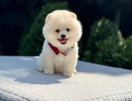 A Kalite pomeranian Boo - 6522