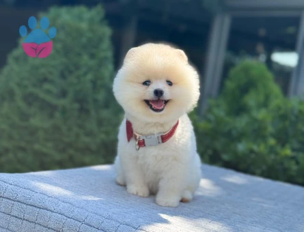 A Kalite pomeranian Boo