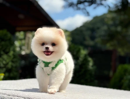 Pamuk Şekeri Pomeranian Boo - 6523