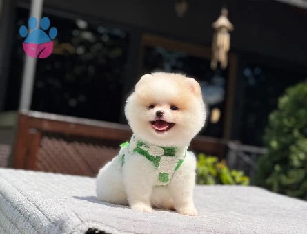 Pamuk Şekeri Pomeranian Boo