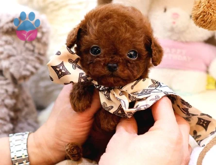 Safkan Toy Poodle Bebeklerimiz - 7911 - Görsel 4