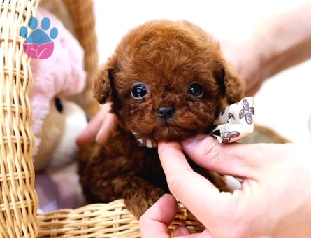 Safkan Toy Poodle Bebeklerimiz - 7911 - Görsel 3