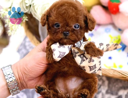 Safkan Toy Poodle Bebeklerimiz - 7911